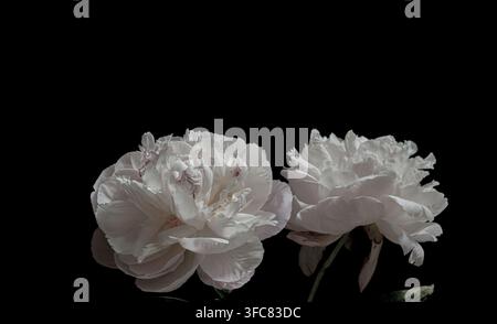 Bouquet de magnifiques pivoines blanches avec des feuilles vertes isolées sur fond noir, photographie florale studio à basse clé, art d'éclairage dramatique Banque D'Images