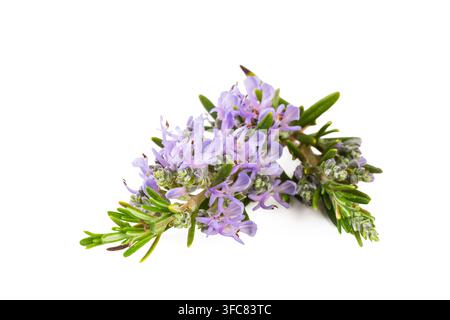 Branche de romarin fleuri frais avec des fleurs violettes isolées sur blanc Banque D'Images