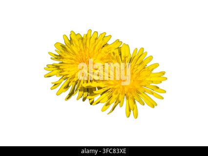 Deux fleurs de pissenlit jaune vif isolées sur fond blanc Banque D'Images