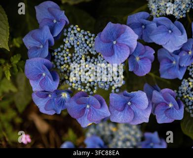 Petit papillon tortue (Aglais urticae) se nourrissant de menthe en fleurs en été, Irlande Banque D'Images