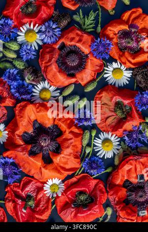 Coquelicots rouges et bleuets dans un motif en plat vertical avec marguerites blanches sur fond sombre Banque D'Images
