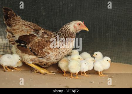Poule avec ses poussins dans la cage. Banque D'Images