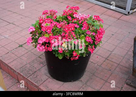 Belles fleurs roses vives de géranium ou de pélargonium en fleurs dans un grand pot noir. Vue extérieure en gros plan d'une plante de jardin décorative sur une ter Banque D'Images