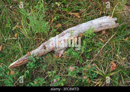 Ancien bâton de bois flotté usé et branche sèche posés sur de l'herbe verte fraîche avec de petites fleurs de trèfle sauvage. Vue rapprochée par le dessus de la texture naturelle rustique b Banque D'Images