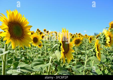 un seul tournesol en fleurs dans un champ par une journée ensoleillée, gros plan, espace de copie Banque D'Images