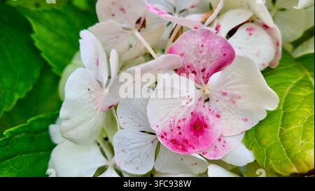 Grossissement d'une fleur d'hortensia blanche unique avec des pétales roses et un fond vert naturel, Suisse Banque D'Images