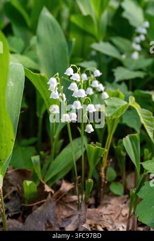 Close-up de délicates fleurs blanches de muguet épanouies parmi des feuilles vertes fraîches dans un jardin printanier. Lumière naturelle douce et profondeur de champ peu profonde Banque D'Images
