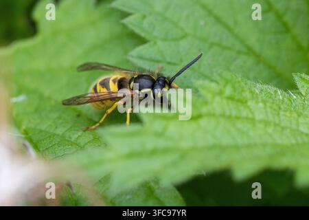 Guêpe commune jaune et noire (Vespula vulgaris) reposant sur une feuille de mouche-d'eau vert vif, isolée sur un fond vert naturel à Seaton Wetlands, Devo Banque D'Images