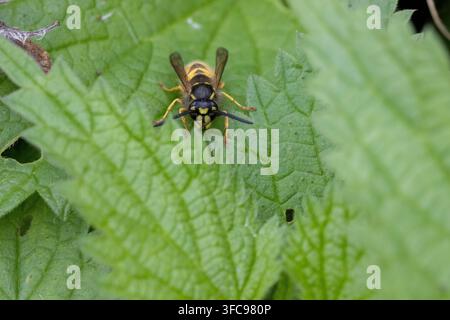 Guêpe commune jaune et noire (Vespula vulgaris) reposant sur une feuille de mouche-d'eau vert vif, isolée sur un fond vert naturel à Seaton Wetlands, Devo Banque D'Images