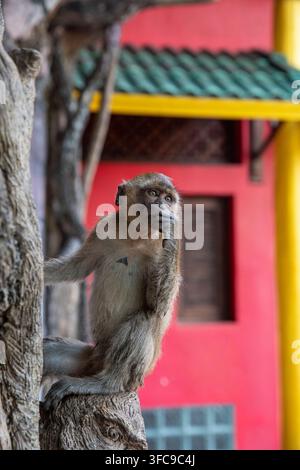 Macaque à Krabi, Thaïlande Banque D'Images
