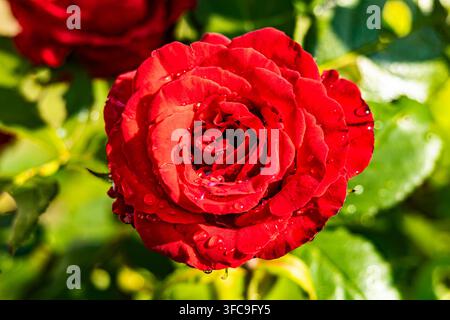 Prise macro de dessus d'une fleur de rose rouge profond mettant en valeur les textures détaillées des pétales et les gouttes d'eau cristallines et fraîches Banque D'Images