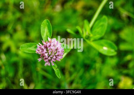 Macro d'une fleur de trèfle rouge d'un violet éclat entourée de feuilles vertes sur un fond vif et flou en nature. Banque D'Images