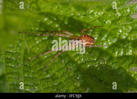 Gros plan d'une araignée crabe (espèce Philodromus) en course sur une feuille d'ortie aux Seaton Wetlands, Devon, Royaume-Uni Banque D'Images