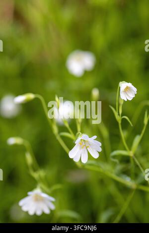 fleurs blanches du Stellaire holostéa (Stellaria holostea) aux Seaton Wetlands, Devon, Royaume-Uni Banque D'Images