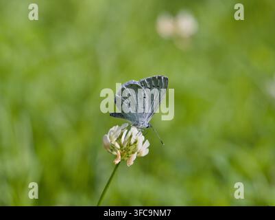 Macro ventral isolé d'un Holly blue (Celastrina argiolus) posé sur un petit trèfle blanc (Trifolium nigrescens Viv.) ou trèfle en boule dans un champ Banque D'Images