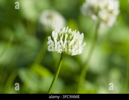 Macro rapprochée isolée de la tête florale du petit trèfle blanc (trifolium nigrescens Viv.) ou trèfle en boule dans un champ en Allemagne en juin. Banque D'Images