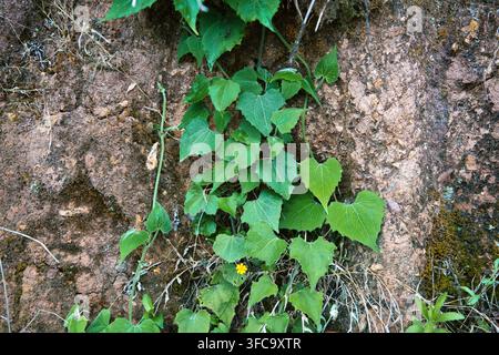 Plante grimpante en lierre vert sur fond de mur rocheux brun Banque D'Images