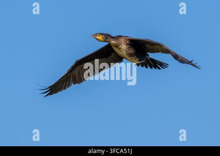 Grand cormoran (Phalacrocorax carbo) juvénile volant contre un ciel bleu en fin d'été Banque D'Images