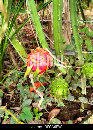 Le fruit du dragon est un fruit tropical exotique originaire d'Amérique centrale et largement cultivé dans de nombreuses régions chaudes du monde entier. Également connu sous le nom de pitaya. Banque D'Images
