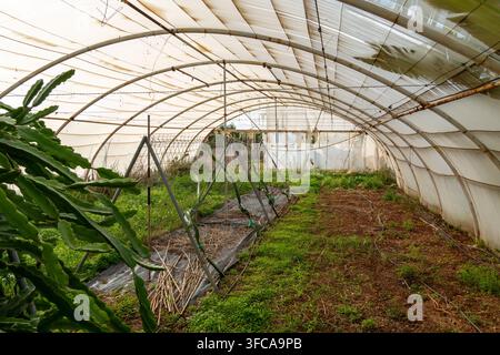 Plantes de fruits de dragon prospérant dans une serre agricole Banque D'Images