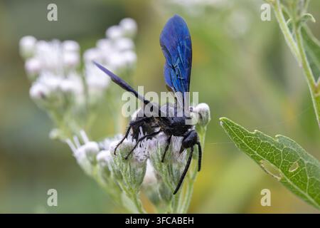 Guêpe Scoliide à double bande (Scolia bicincta) sur des fleurs de soucis élevés (Eupatorium altissimum) à la fin de l'été dans l'Iowa Banque D'Images