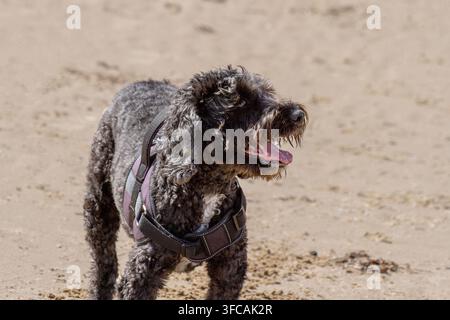 Un chien Cockapoo noir portant un harnais trotte sur la plage de sable avec un gros bâton dans la gueule. Southport, Royaume-Uni. Banque D'Images