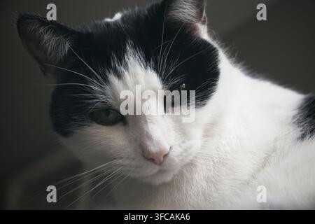Portrait d'un chat noir et blanc, gros plan Banque D'Images