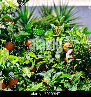 Oranges mûrissant sur un arbre, île de Tinos, le groupe des Cyclades, Grèce, Europe Banque D'Images
