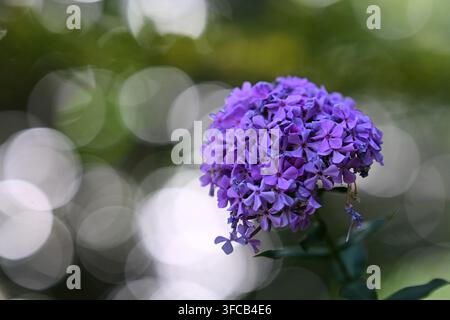 Fleur d'hortensia bleu-violet sur le côté droit avec un fond intense de boules de bokeh lumineuses. Banque D'Images