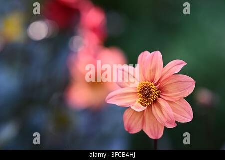 Fleur de dahlia couleur pêche sur la droite avec un magnifique fond flou doux. Gros plan macro avec un espace de copie généreux. Banque D'Images