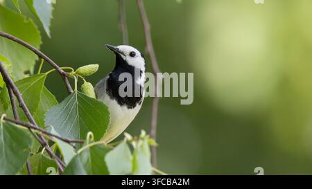 Hirondelle pie blanche perchée sur une branche de bouleau avec de jeunes feuilles et chatons Banque D'Images