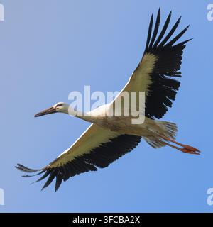Cigogne blanche volant dans un ciel bleu clair avec les ailes déployées Banque D'Images
