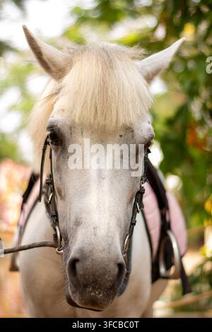 Portrait rapproché d’un cheval blanc portant une bride, regardant directement la caméra en plein air dans un cadre naturel verdoyant. Banque D'Images