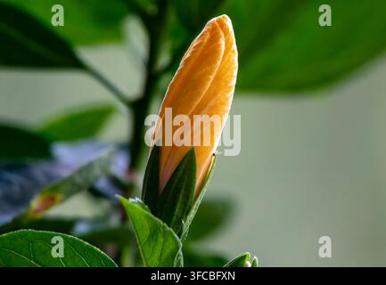 Bourgeon d'hibiscus reposant contre un feuillage vert. Banque D'Images