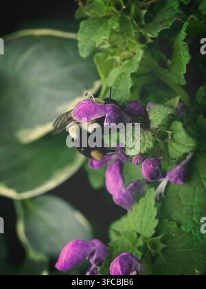 Photo macro d'une bourdon duveteuse collectant du nectar de fleurs violettes éclatantes entourées d'un feuillage vert luxuriant Banque D'Images