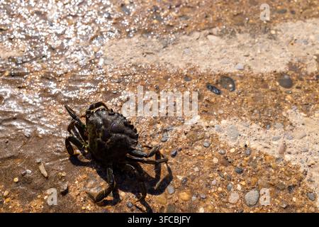 Crabe de rive se déplaçant à travers l'eau peu profonde sur du sable mouillé et de petits galets, ses pattes et pinces à carapace sombre et texturée clairement visibles dans un milieu naturel Banque D'Images