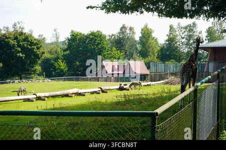Vue large de zèbres broutant et de girafes debout dans un enclos verdoyant avec des bâtiments en bois au toit rouge et des arbres denses sous un ciel lumineux. Banque D'Images