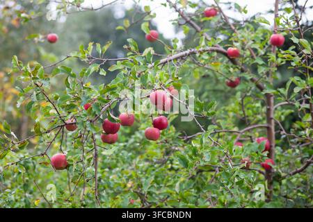 Des pommes rouges mûres pendues aux branches dans un verger ensoleillé. Banque D'Images
