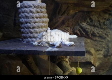 Un petit chat des sables adorable dort profondément sur une étagère en bois sombre dans son enclos au zoo de Gdansk. Banque D'Images