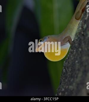 Photographie macro d'un lézard anole vert mâle (Anolis) affichant son fanon gorge jaune vif sur un tronc d'arbre. Banque D'Images