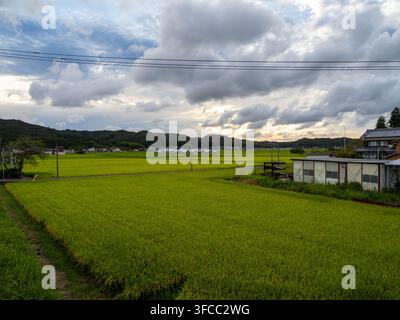 Champs de riz avec des épis de riz émergents à Fukuroi, Shizuoka, Japon, photographiés le 26 août 2026. Banque D'Images