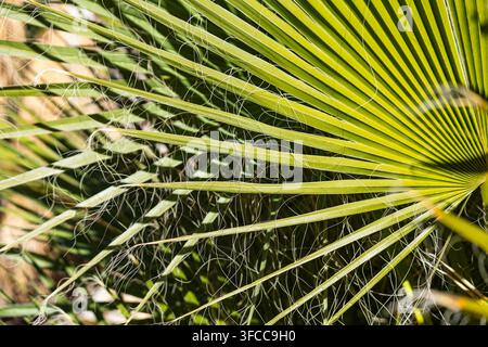 Vue rapprochée de feuilles de palmier à éventail vert avec des fibres blanches bouclées distinctives, montrant les motifs, lignes et textures naturels du feuillage. Banque D'Images