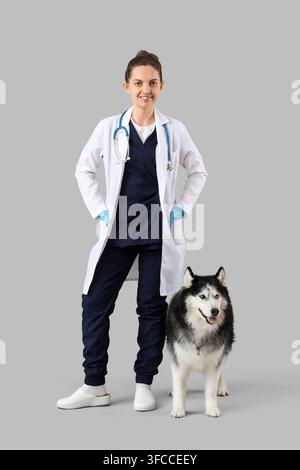 Concept de soins vétérinaires et de santé des animaux de compagnie, vétérinaire féminine souriante avec un chien husky sur fond gris Banque D'Images