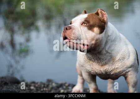 Portrait rapproché de haute qualité d’un animal de compagnie mâle pur-sang en plein air. Un chien de race robuste présentant des caractéristiques de tête masculines impressionnantes, broa Banque D'Images
