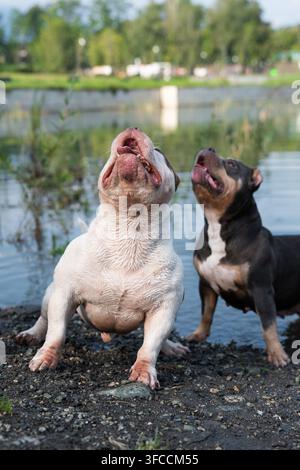 Portrait de haute qualité en vue frontale d'un animal de compagnie mâle de race pure debout dans une position basse et large sur une plage de galets. Un chien de race robuste mettant en valeur Banque D'Images