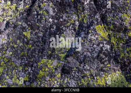 Un gros plan révèle une surface rocheuse sombre ornée de lichens verts et gris éclatants. Les textures de la roche et des lichens créent un motif naturel abstrait Banque D'Images