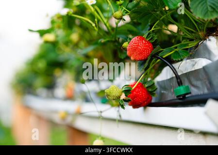Close-up d'un buisson de fraises en pot portant des fruits rouges murs. Cette culture hydroponique prospère à l'intérieur, montrant des feuilles vert vif et des baies fraîches sur un rebord de fenêtre. Banque D'Images