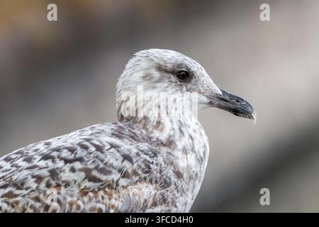 Profil en gros plan d'une mouette européenne juvénile. Portrait animalier commercial avec fond doux, détails nets et espace de copie propre. Banque D'Images