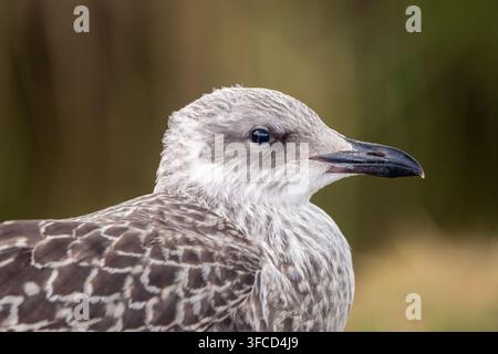 Portrait en gros plan de profil d'une mouette européenne juvénile. Portrait de tête animalier commercial propre avec espace pour une mise en page de texte personnalisée et un superposé de conception Banque D'Images