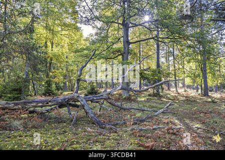 Un arbre tombé gît sur le sol de la forêt dans une forêt ensoleillée entourée d'arbres feuillus et conifères avec la lumière du soleil filtrant à travers la canopée Banque D'Images
